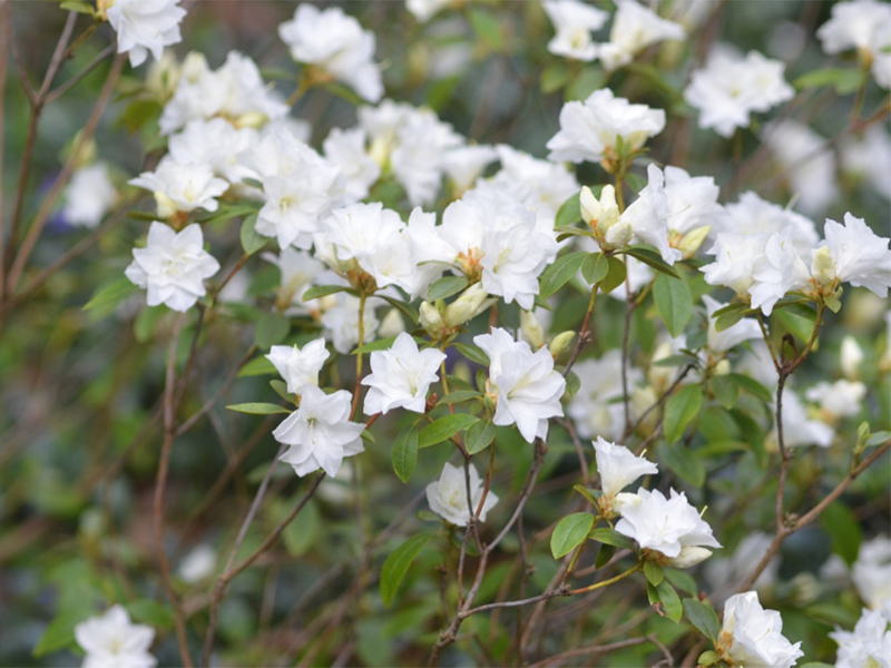 Rhododendron-April-Snow flw.jpg